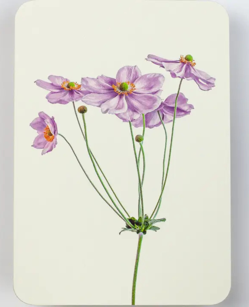 Canonbury Press Purple Anemone Greeting Card