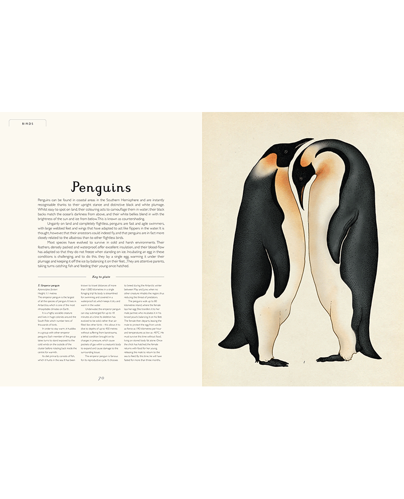 Book - Animalium