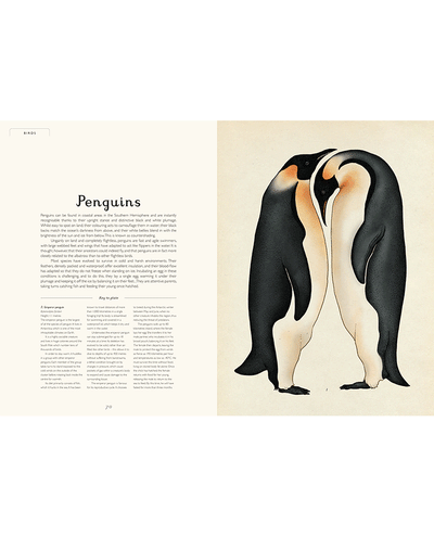 Book - Animalium