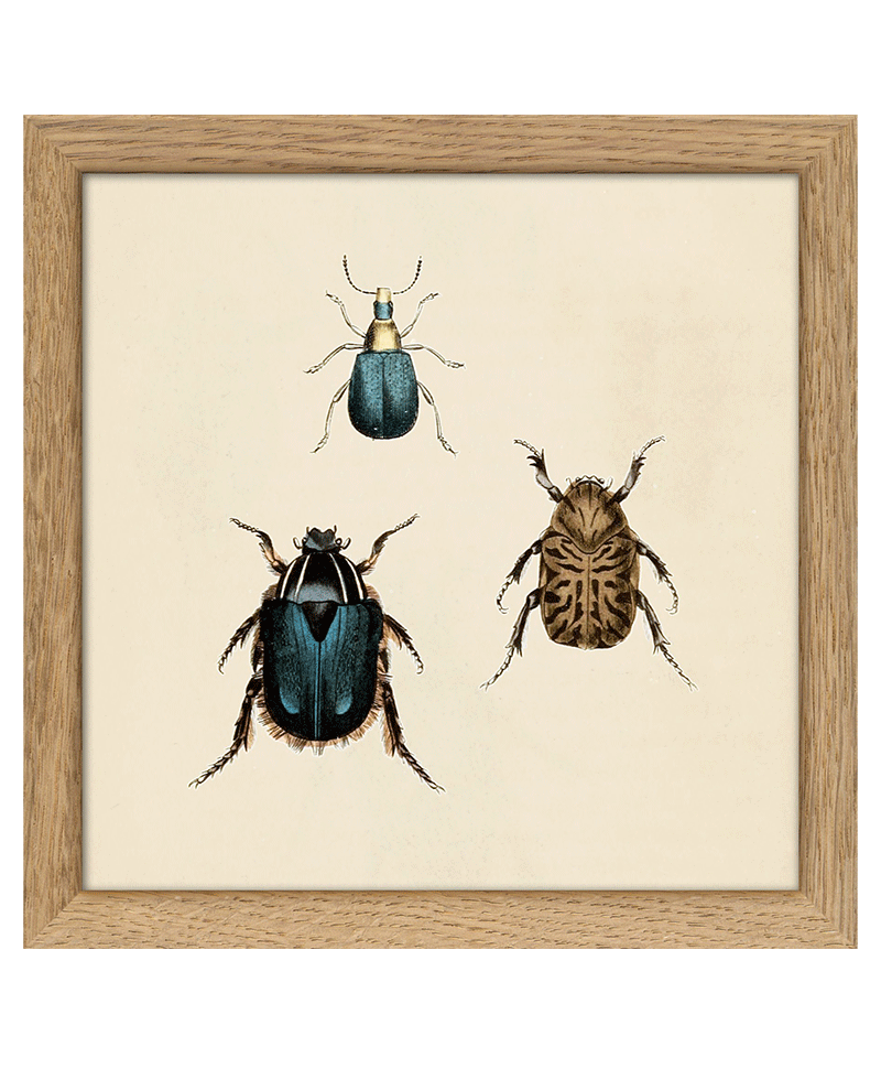 Dybdahl Blue Insect Trio Print